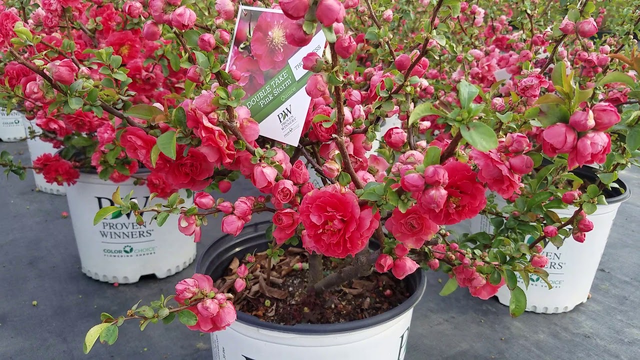 chaenomeles pink storm
