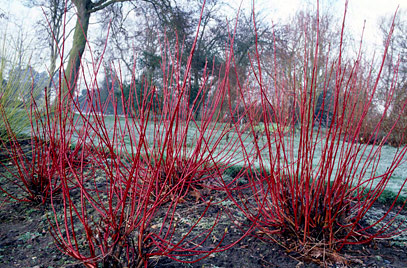 cornus alba sibirica variegata 1