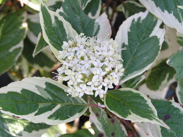 cornus alba sibirica variegata 2