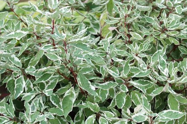 cornus alba sibirica variegata