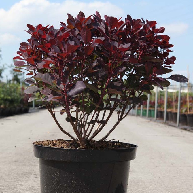 cotinus coggygria lilla 1