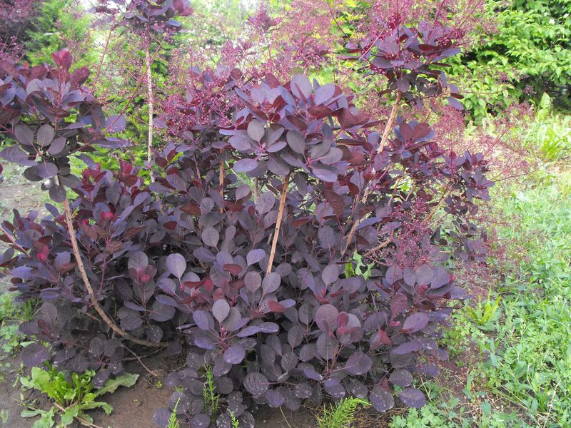 cotinus coggygria lilla 2