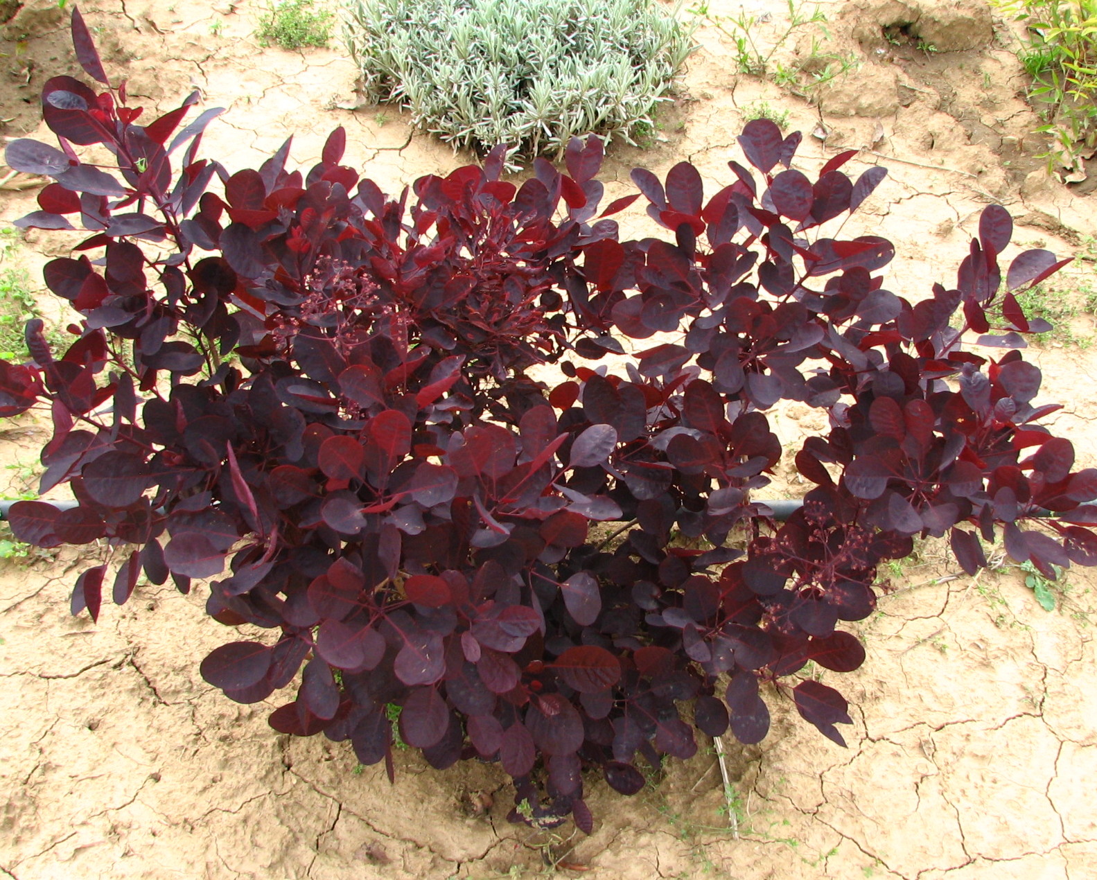 cotinus coggygria lilla