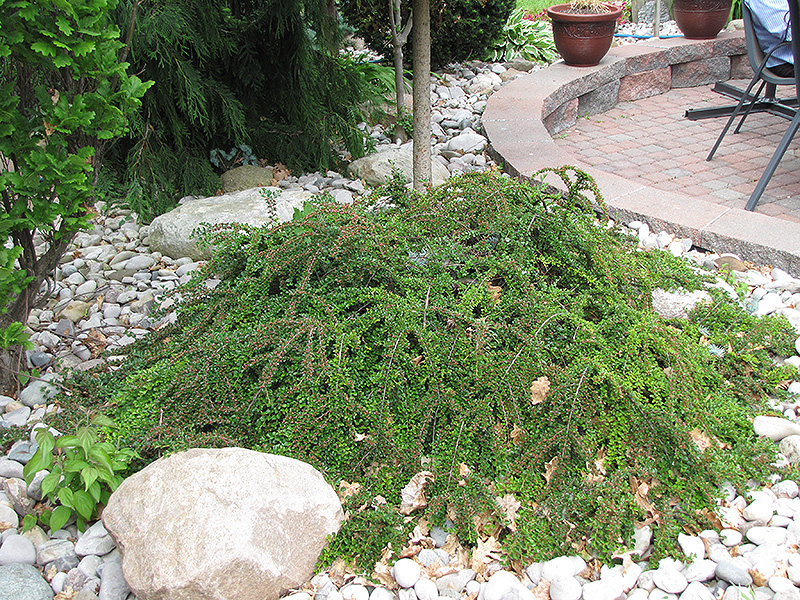 cotoneaster 1