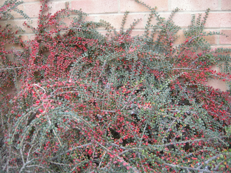 cotoneaster 2