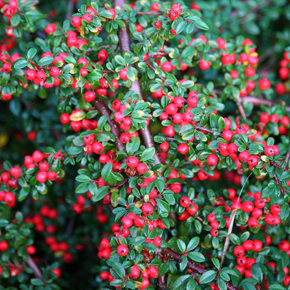 cotoneaster