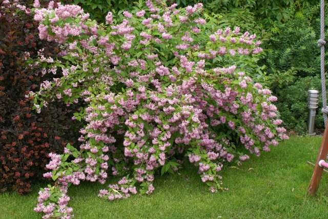 deutzia strawberry 1