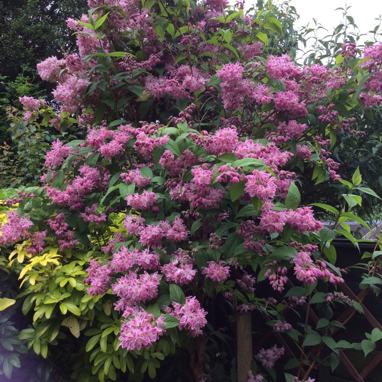 deutzia strawberry 2