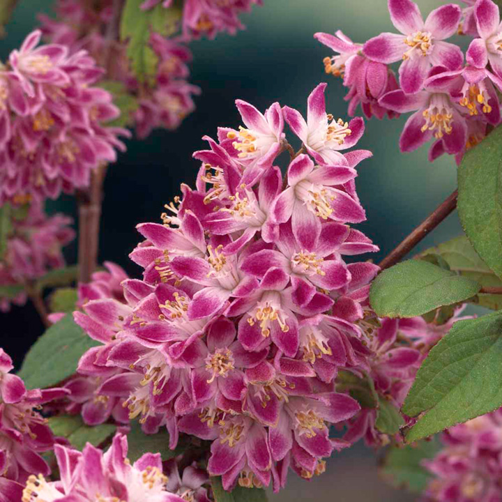 deutzia strawberry