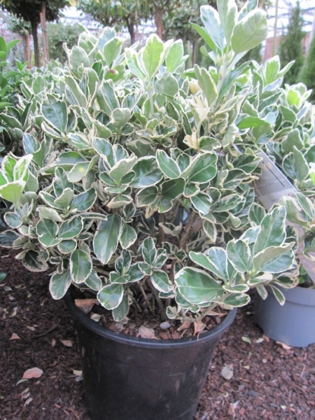 euonymus albomarginatus 1