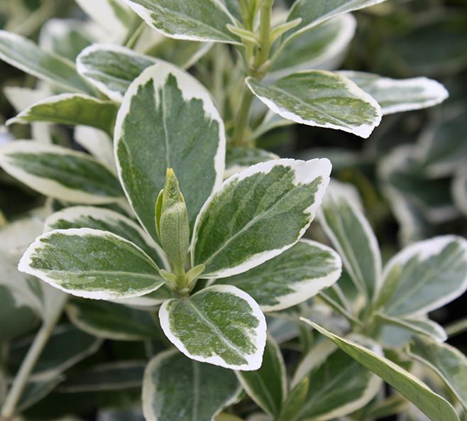 euonymus albomarginatus