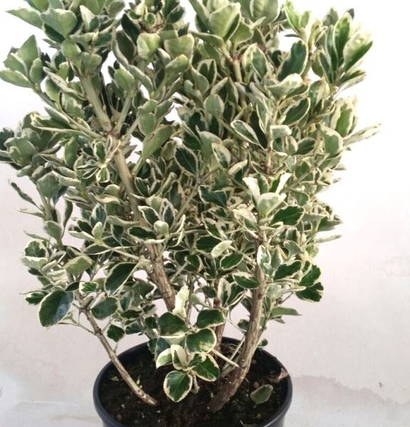 euonymus bravo 1