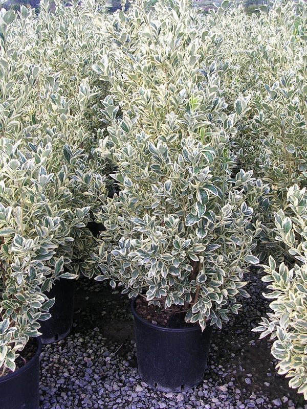 euonymus bravo 2