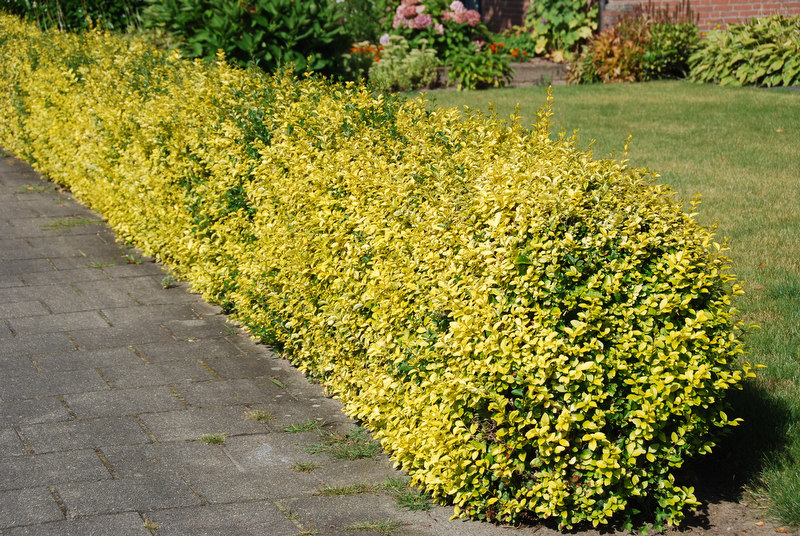 euonymus emerald 1