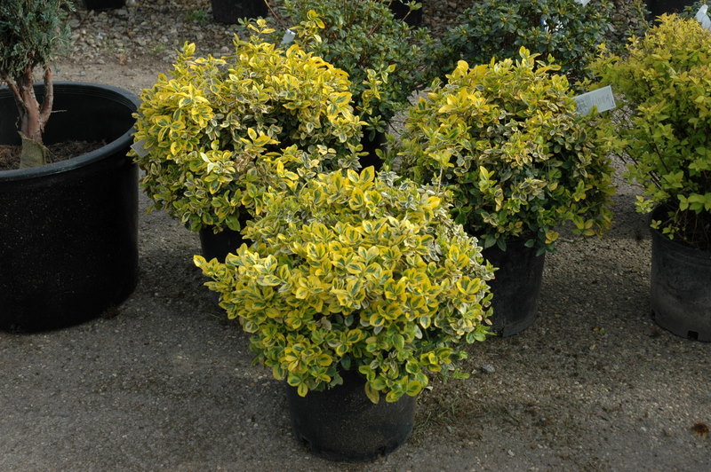 euonymus emerald 2