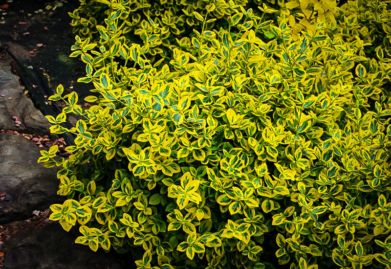 euonymus emerald
