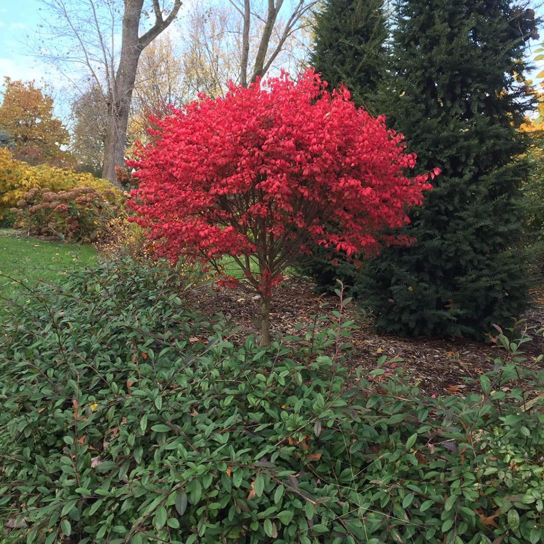 euonymus fire 1