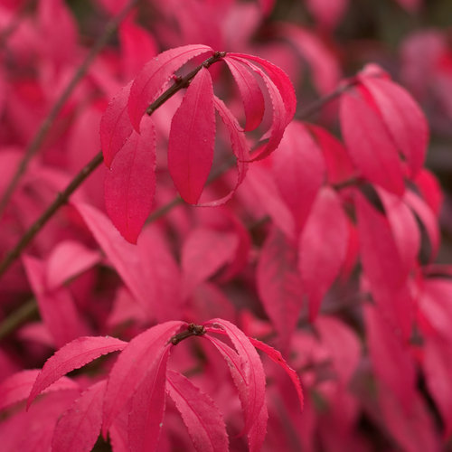 euonymus fire 2