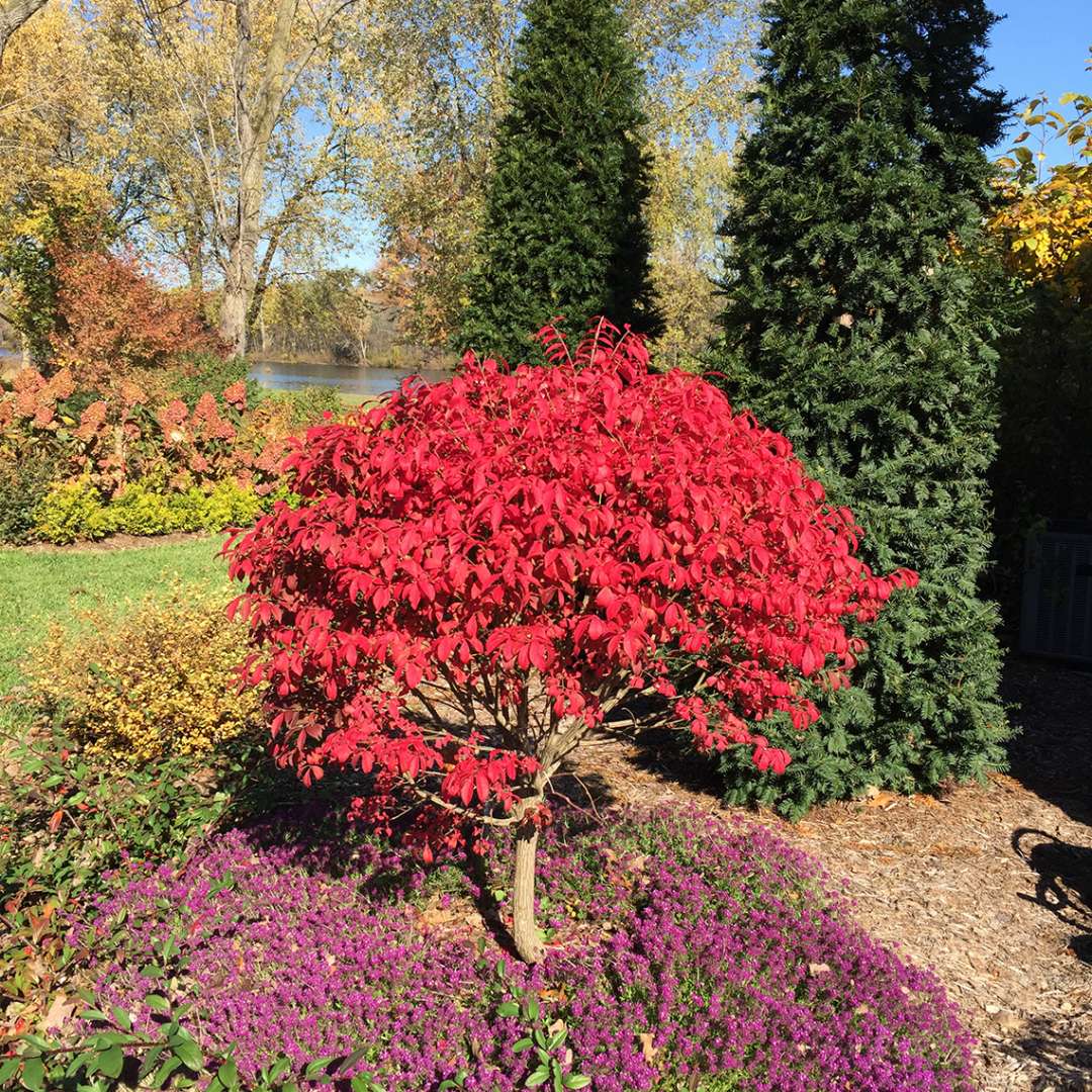 euonymus fire