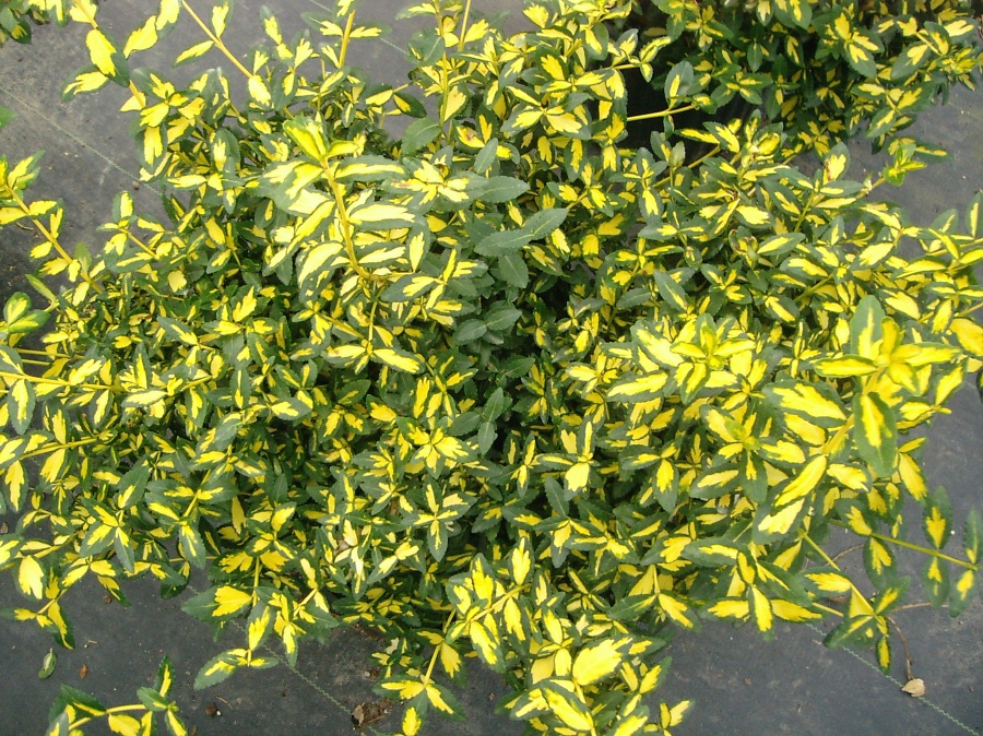 euonymus sunspot 1
