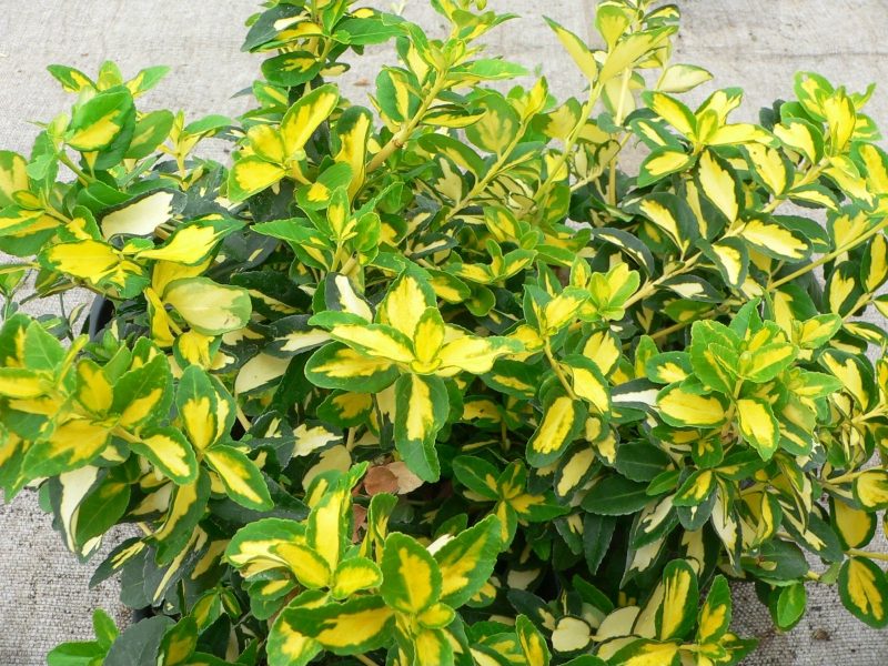 euonymus sunspot 2