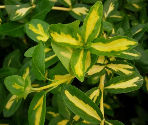 euonymus sunspot
