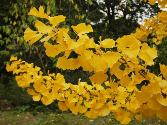 ginkgo biloba menhir 1
