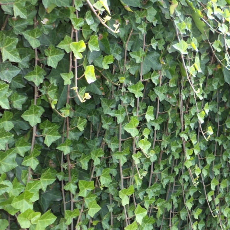hedera helix 1