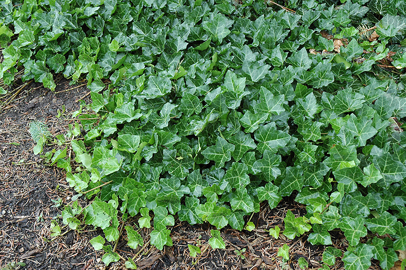 hedera helix 2