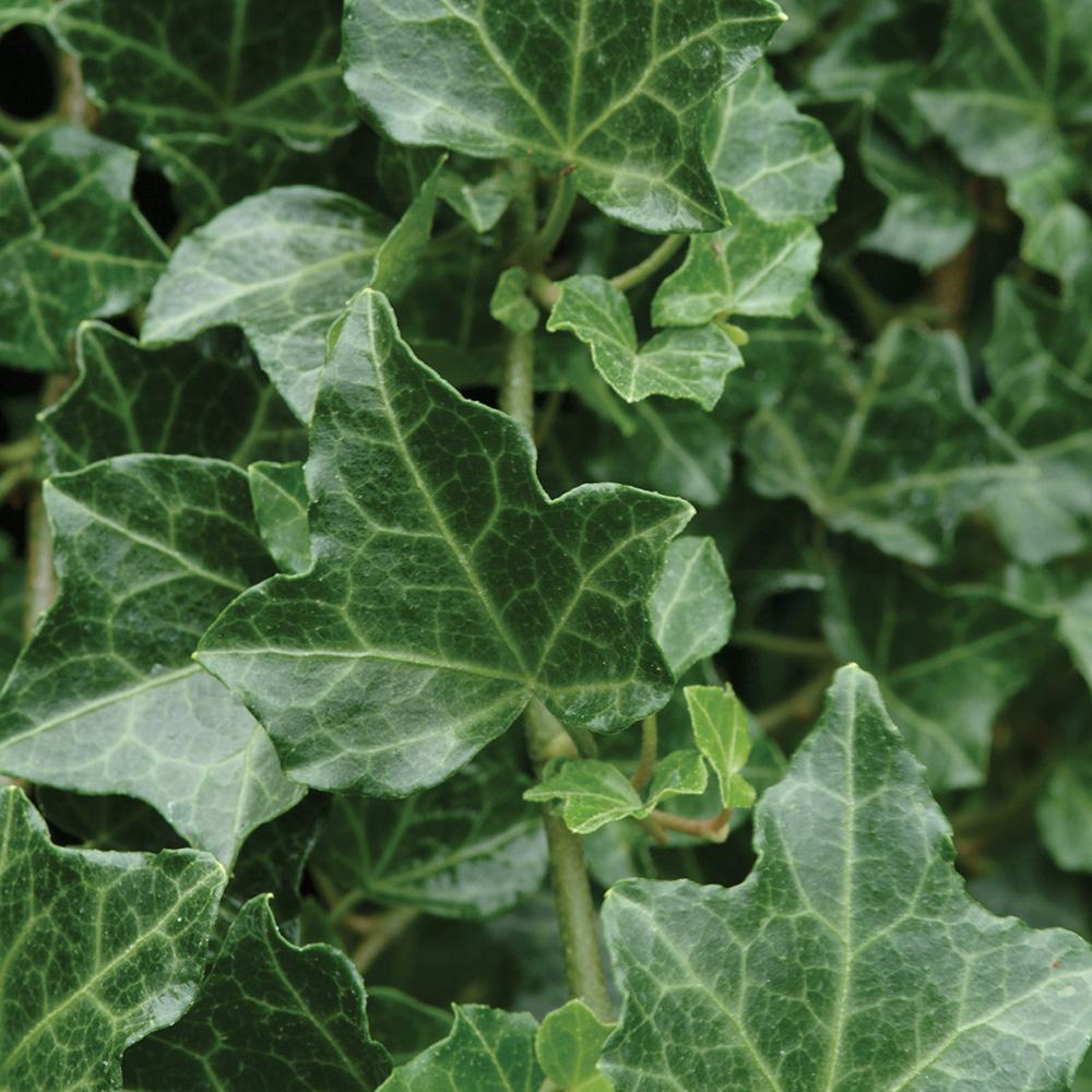 hedera helix