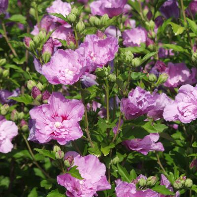 hybiscus purple 1
