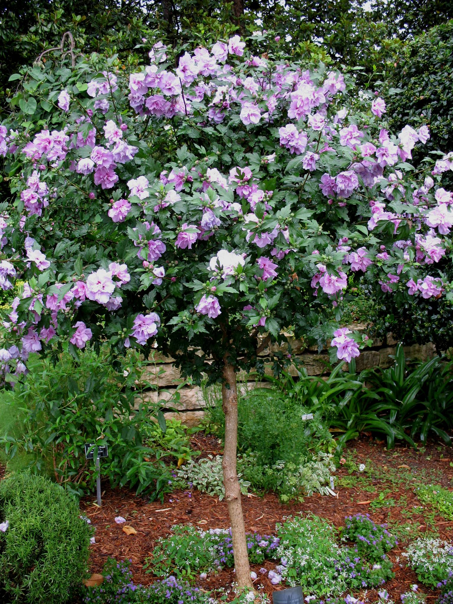 hybiscus purple 2