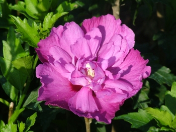 hybiscus purple