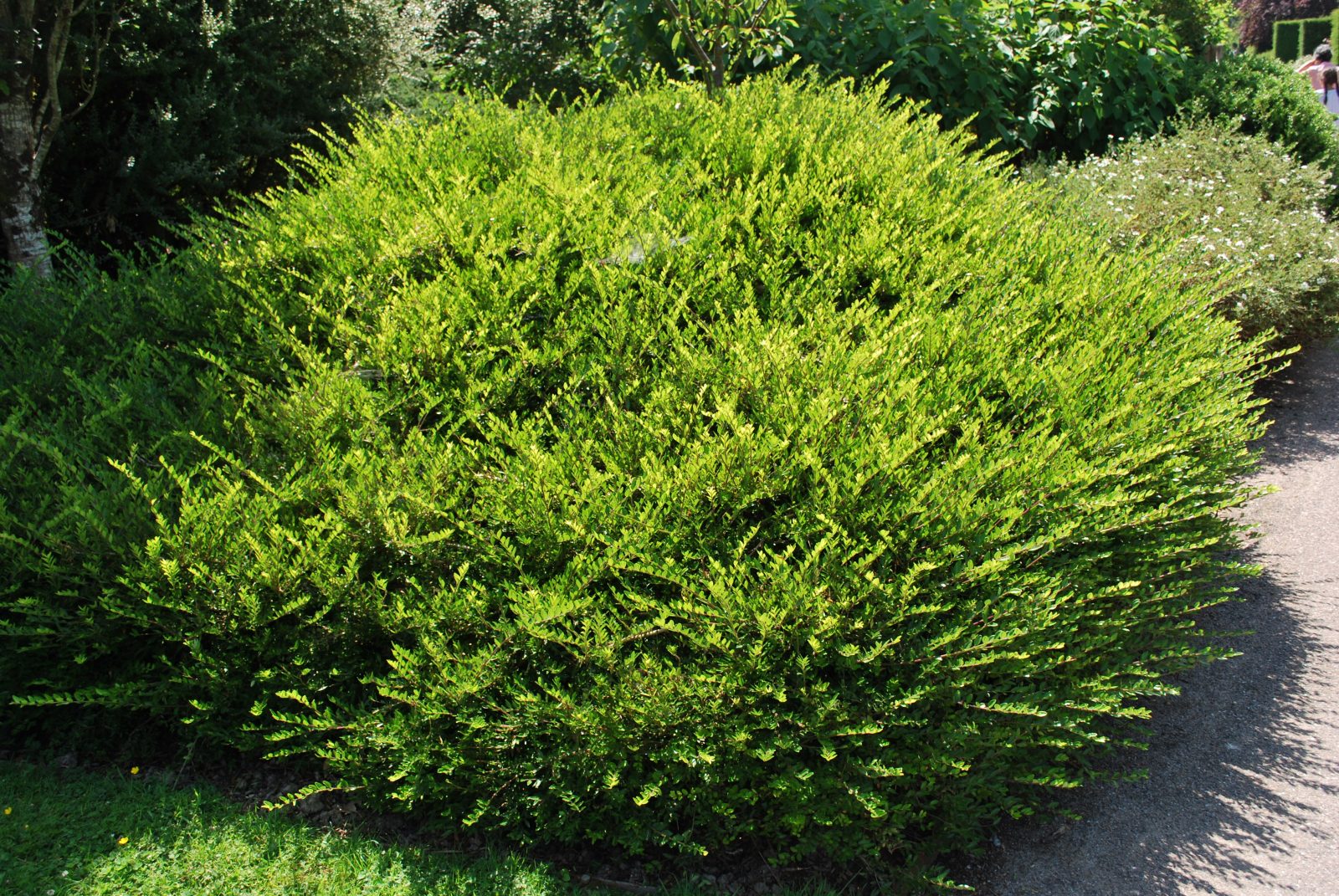 lonicera pileata 1