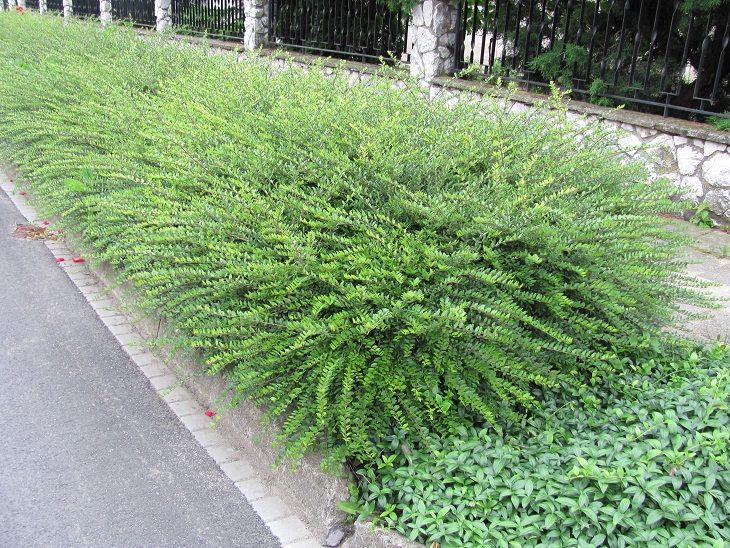 lonicera pileata 2