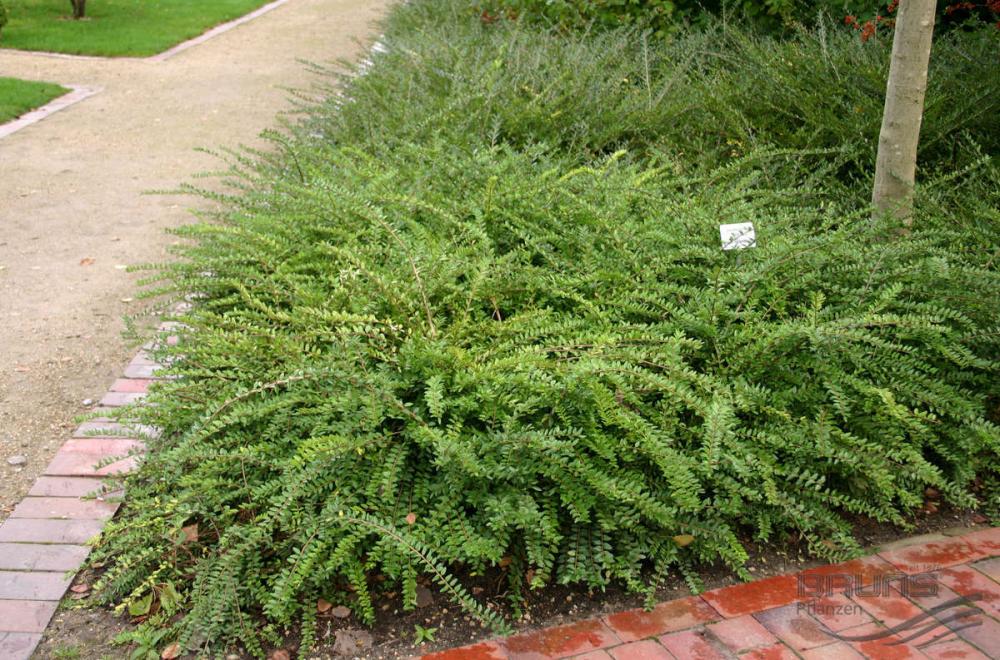 lonicera pileata