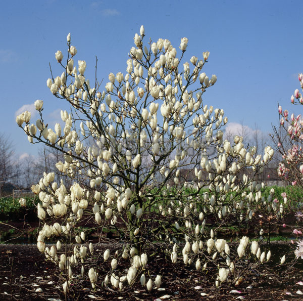 Magnolia x soulangeana Alba Superba