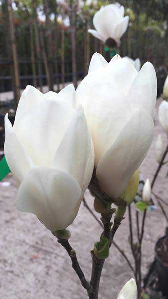magnolia alba superba 2
