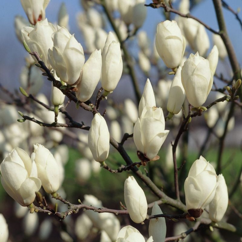 magnolia alba superba