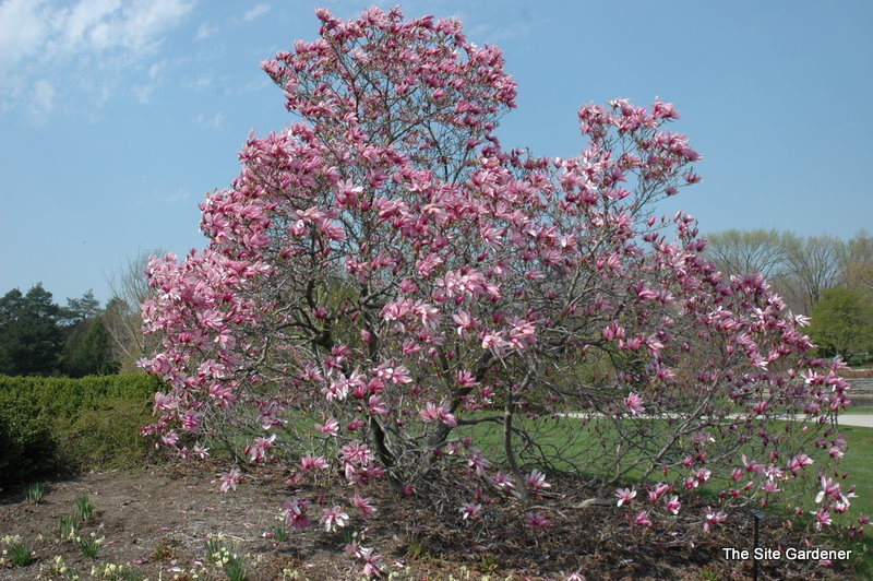 magnolia liliflora betty 1