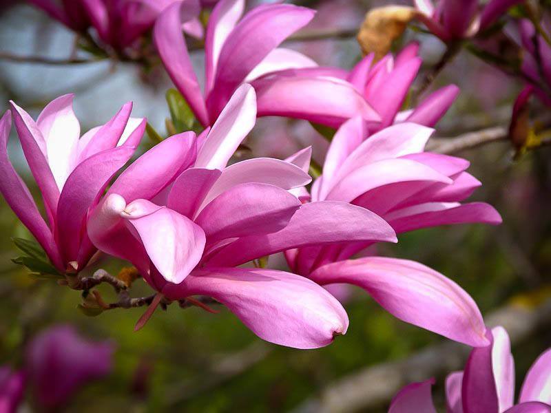 magnolia liliflora betty
