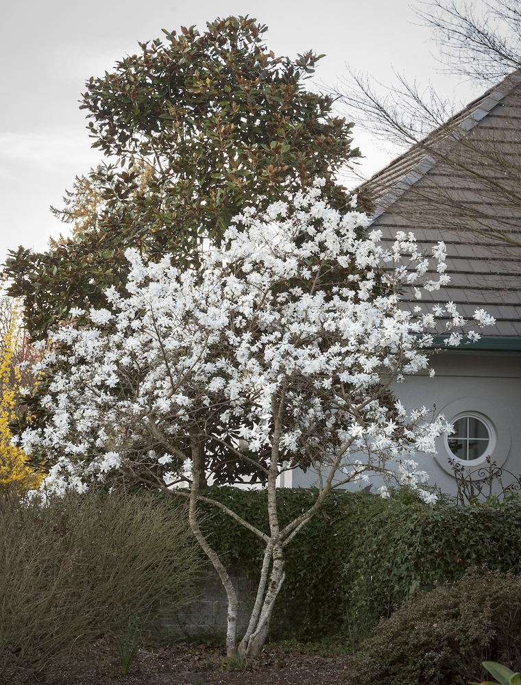magnolia stelata royal star 1