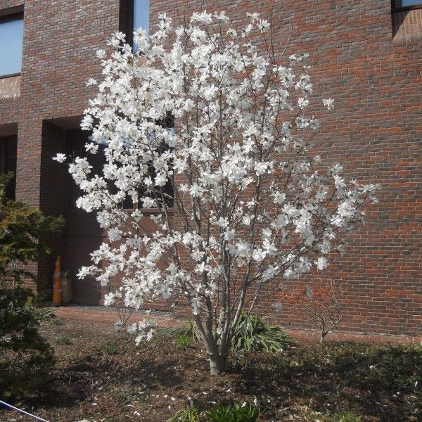 magnolia stelata royal star 2