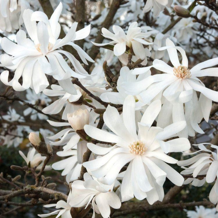 magnolia stelata royal star