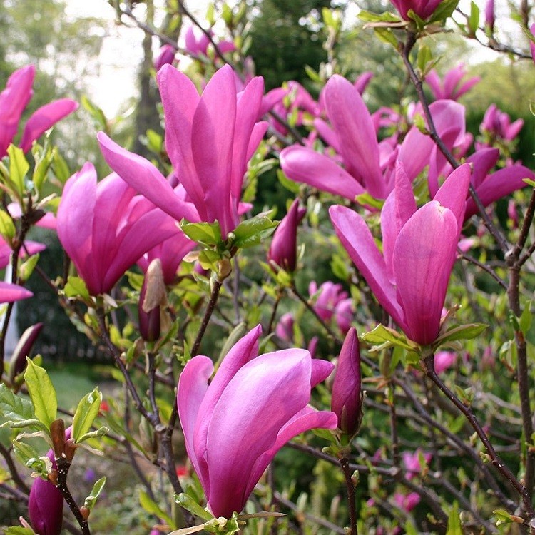 magnolia susan 1