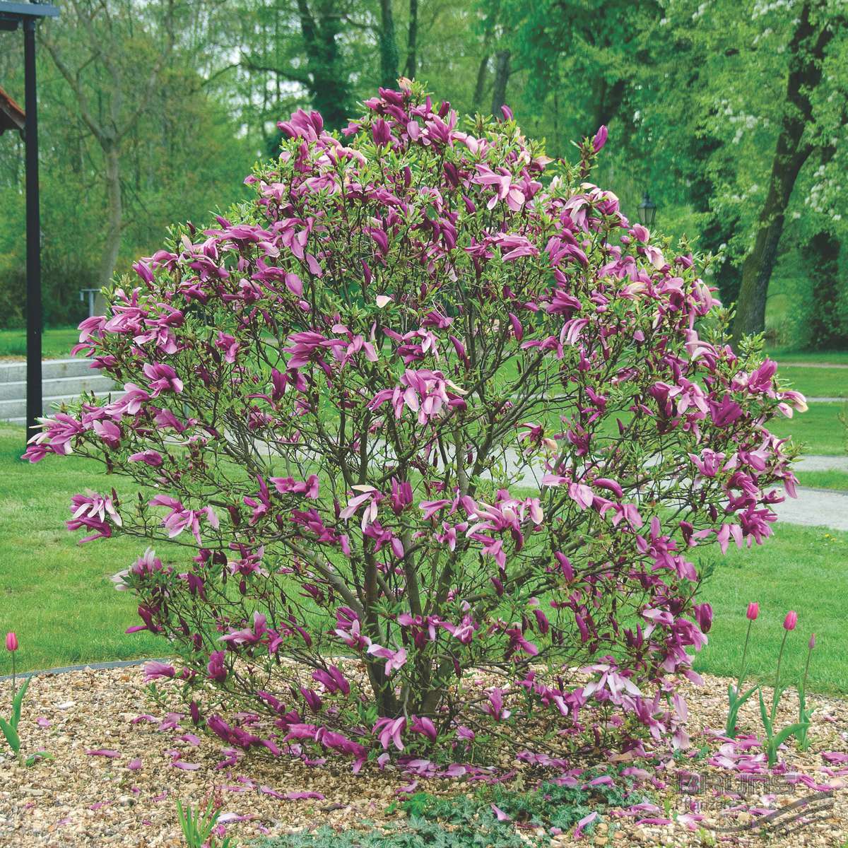 magnolia susan 2