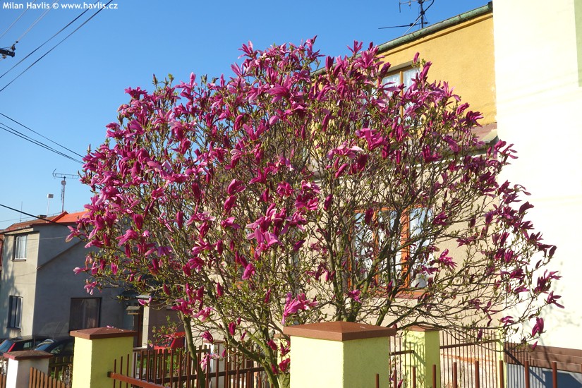 magnolia susan