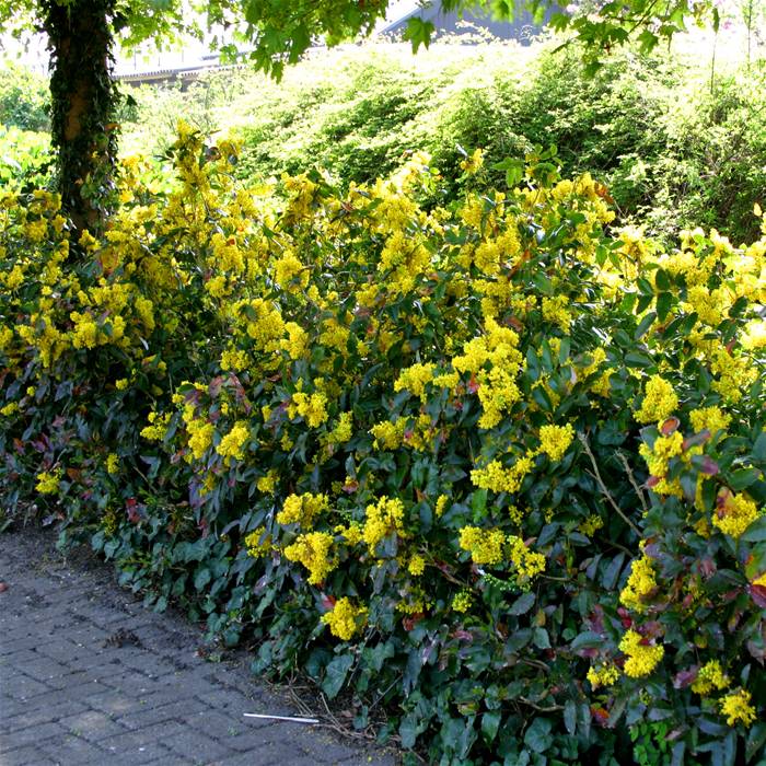 mahonia aquifolium 1