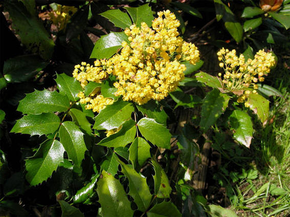 mahonia aquifolium 2