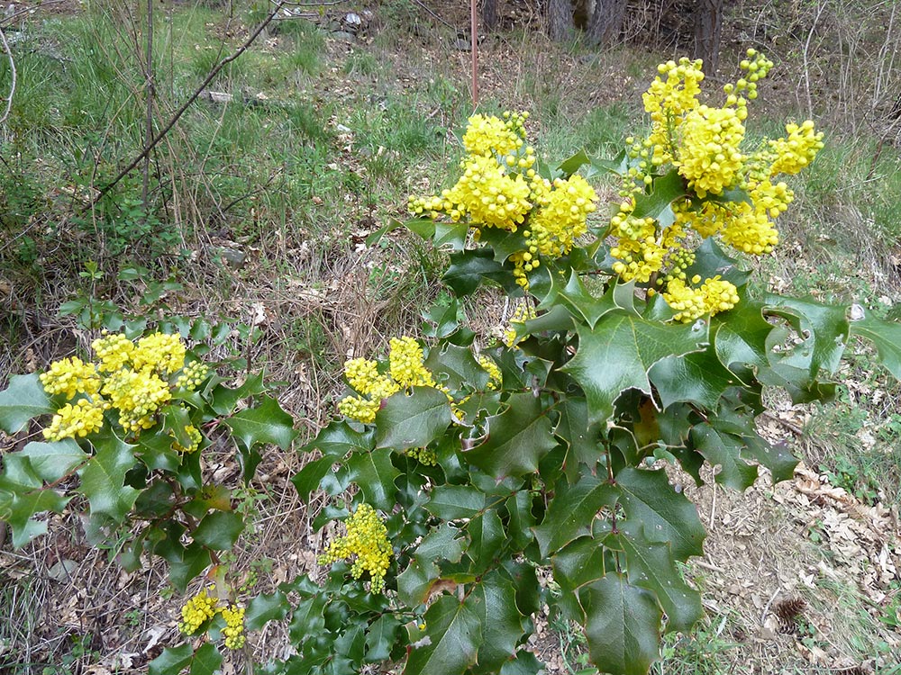mahonia aquifolium
